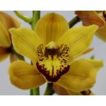 Kép 4/4 - Csónak orchidea 70 cm, téglavörös