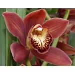 Kép 2/4 - Csónak orchidea 70 cm, téglavörös