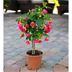 Kép 2/2 - Selyemmályva, Abutilon fa 70-80 cm