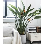 Kép 1/2 - Papagájvirág reginae 100 cm