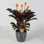 Kép 1/2 - Sáfrányos zebralevél, calathea crocata 40cm, 13 cm-s cserépben