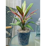 Kép 1/2 - Bunkóliliom, Cordyline 40cm, 13cm-s cserépben