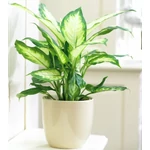 Kép 1/2 - Buzogányvirág, Dieffenbachia camilla 12 cm-s cserépben