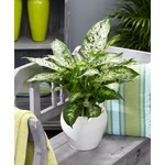 Kép 1/2 - Buzogányvirág, Dieffenbachia compacta 30 cm