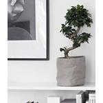 Kép 2/2 - Ficus BONSAI 40 cm