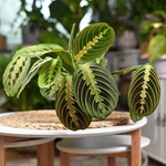 Kép 1/2 - Nyílgyökér, Maranta 25cm, 12 cm-s cserépben