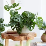 Kép 1/2 - Könnyezőpálma, Monstera "monkey" 13 cs