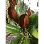 Kép 3/3 - Nagyvirágú liliomfa Gallisoniensis 4 lit kont. 40-60 cm