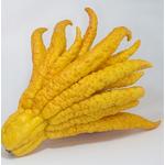 Kép 2/2 - Citrom Buddha keze fa 70 cm,