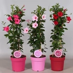 Kép 1/2 - Tölcsérjázmin 70 cm, 17 cm-s cserépben