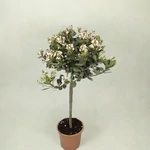Kép 1/2 - Indiai díszgalagonya fa 100 cm