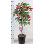 Kép 1/2 - Selyemmályva, Abutilon fa 70-80 cm