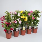 Kép 2/2 - Tölcsérjázmin 70 cm, 17 cm-s cserépben