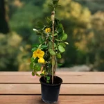 Kép 2/2 - Tölcsérjázmin 17 cm-es cserépben, sárga 60-70 cm