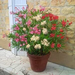 Kép 2/2 - Leander 18 cm cser. 3 színű