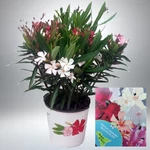 Kép 1/2 - Leander 15 cm cser. 3 színű