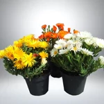Kép 1/2 - Kristályvirág 14cm-s cserépben 25cm