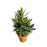 Kép 2/2 - Leander 18 cm cserépben teltvirágú sárga, 'Luteum plenum'