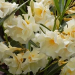 Kép 1/2 - Leander 18 cm cserépben teltvirágú sárga, 'Luteum plenum'