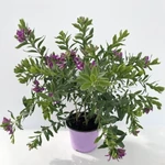Kép 2/2 - Pacsirtafű, Polygala bokor 17 cm-s cserépben