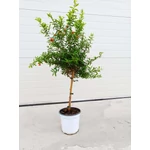 Kép 1/2 - Gránátalma fa 60-70 cm, 17 cm-es cserépben,