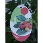 Kép 2/2 - Nyugati szamócafa, 3 literes kont, 40-60 cm