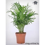 Kép 2/2 - Gyompálma, Chamaedorea 30-40 cm, 12cm-s cserépben