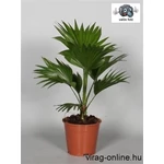 Legyezőpálma 60-80 cm