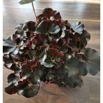 Kép 2/2 - Királybegonia jungle black 17 cm-s cserépben