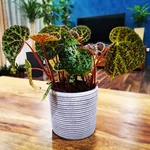 Kép 1/3 - begonia melanobullata