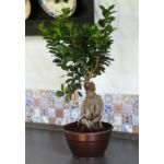 Kép 1/2 - Ficus BONSAI 40 cm