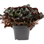 Kép 1/2 - Királybegonia jungle black 17 cm-s cserépben