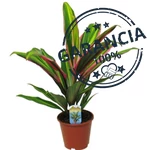 Kép 2/2 - Bunkóliliom, Cordyline 40cm, 13cm-s cserépben