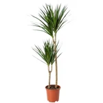 Kép 2/2 - Sárkányfa 120 cm