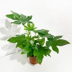 Kép 1/2 - Japán Arália, Fatsia 12-cm-s cserépben