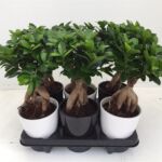 Kép 1/2 - Ficus Ginseng BONSAI + kaspó