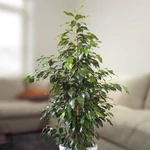 Kép 1/2 - Csüngőágú Fikusz 14 cm-s cserépben
