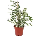 Kép 2/2 - Tarka Csüngőágú Fikusz 14 cm-s cserépben