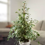 Kép 1/2 - Tarka Csüngőágú Fikusz 14 cm-s cserépben