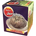 Kép 2/2 - Jerikó rózsája, jerikói rózsa