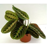 Kép 2/2 - Nyílgyökér, Maranta 25cm, 12 cm-s cserépben