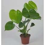 Kép 2/2 - Könnyezőpálma, Monstera 14 cm-s cserépben