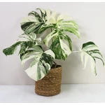 Kép 1/2 - Könnyezőpálma variegata 40 cm, 14 cm-es cserépben