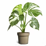 Kép 2/2 - Könnyezőpálma variegata 40 cm, 14 cm-es cserépben