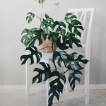 Kép 1/2 - Monstera minima 30 cm