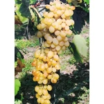 Kép 1/3 - Szőlő 60-80 cm Helikon szépe