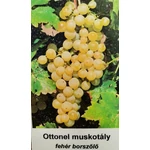 Kép 1/3 - Szőlő 60-80 cm Ottonel muskotály