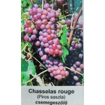 Kép 1/3 - Szőlő 60-80 cm piros chasselas (saszla)