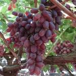 Kép 1/2 - Szőlő 60-80 cm Crimson Seedless