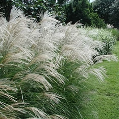  Évelők, füfélék